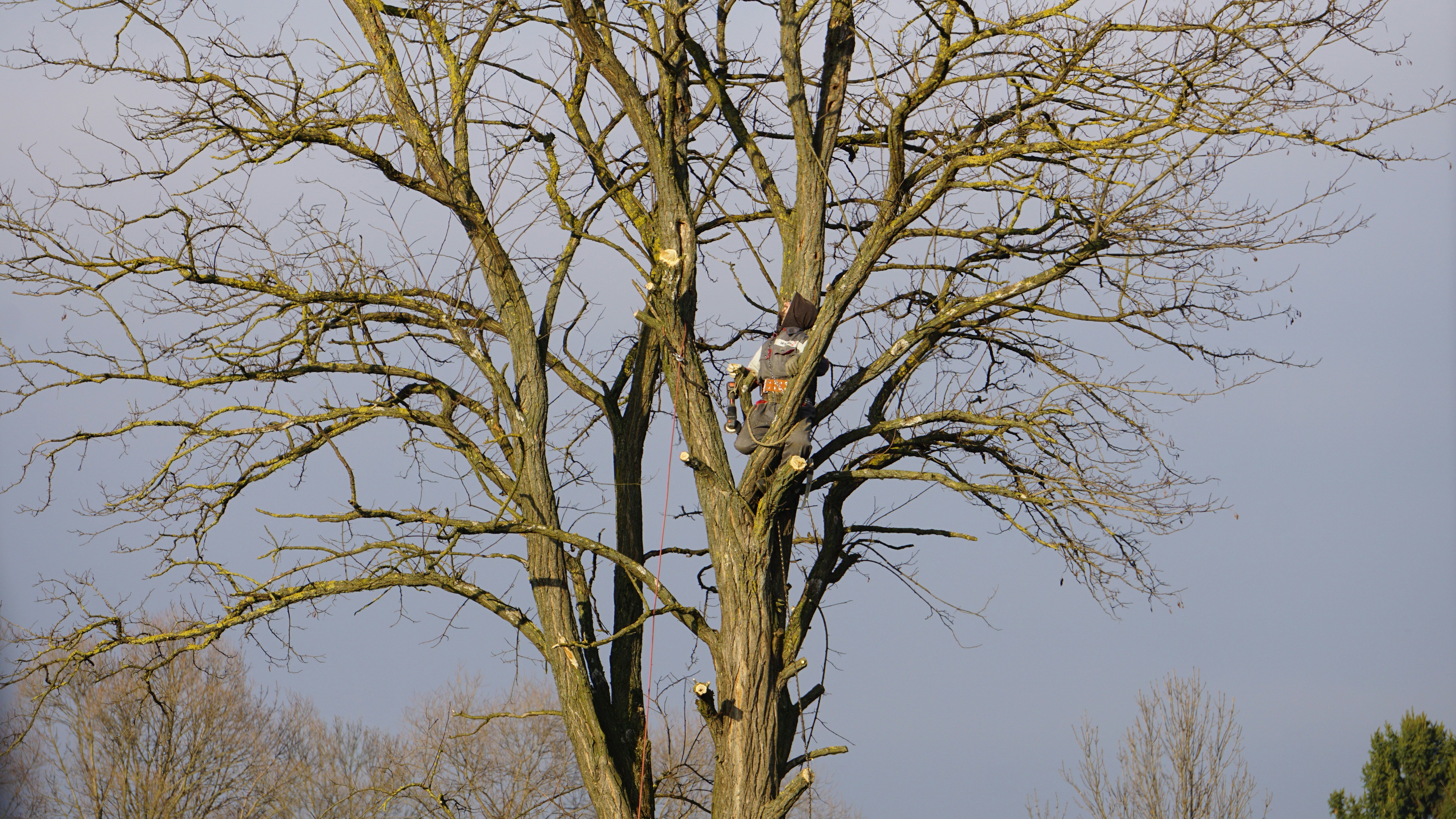 Happy Tree Service arborist at work in Austin