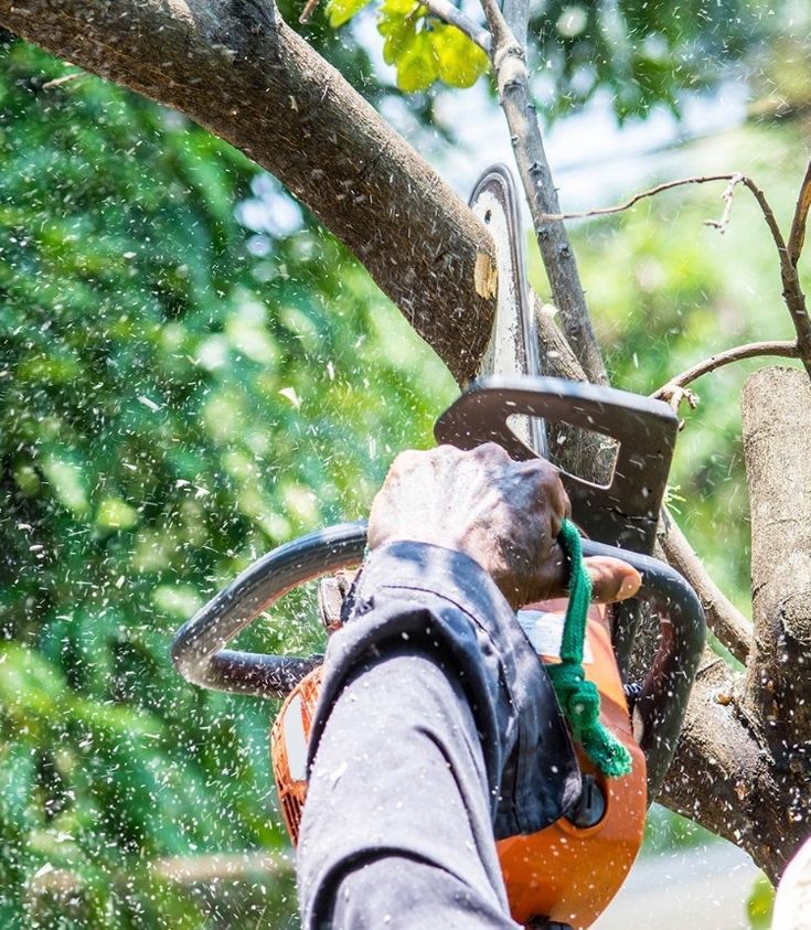 Evan Peter, ISA Certified Arborist and owner of Happy Tree Service of Austin