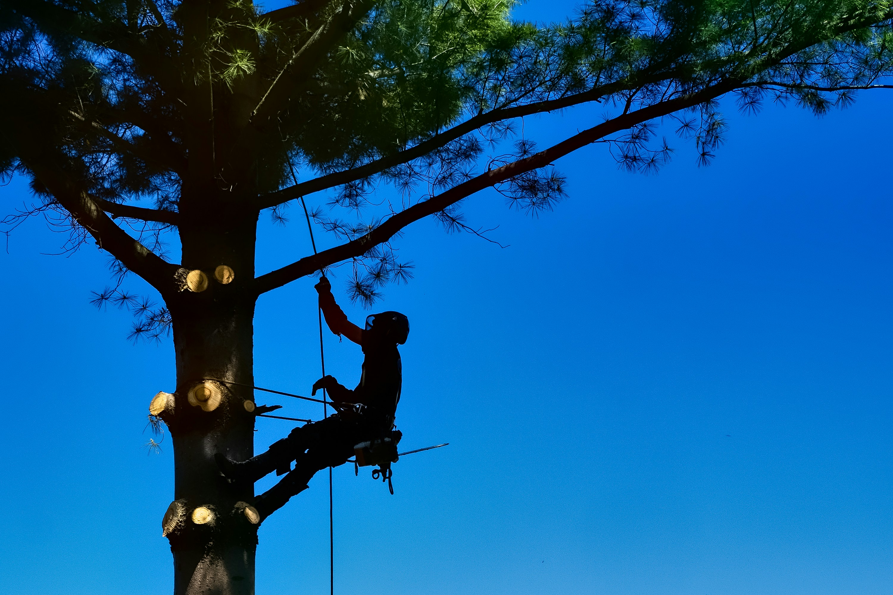 Emergency Tree Service