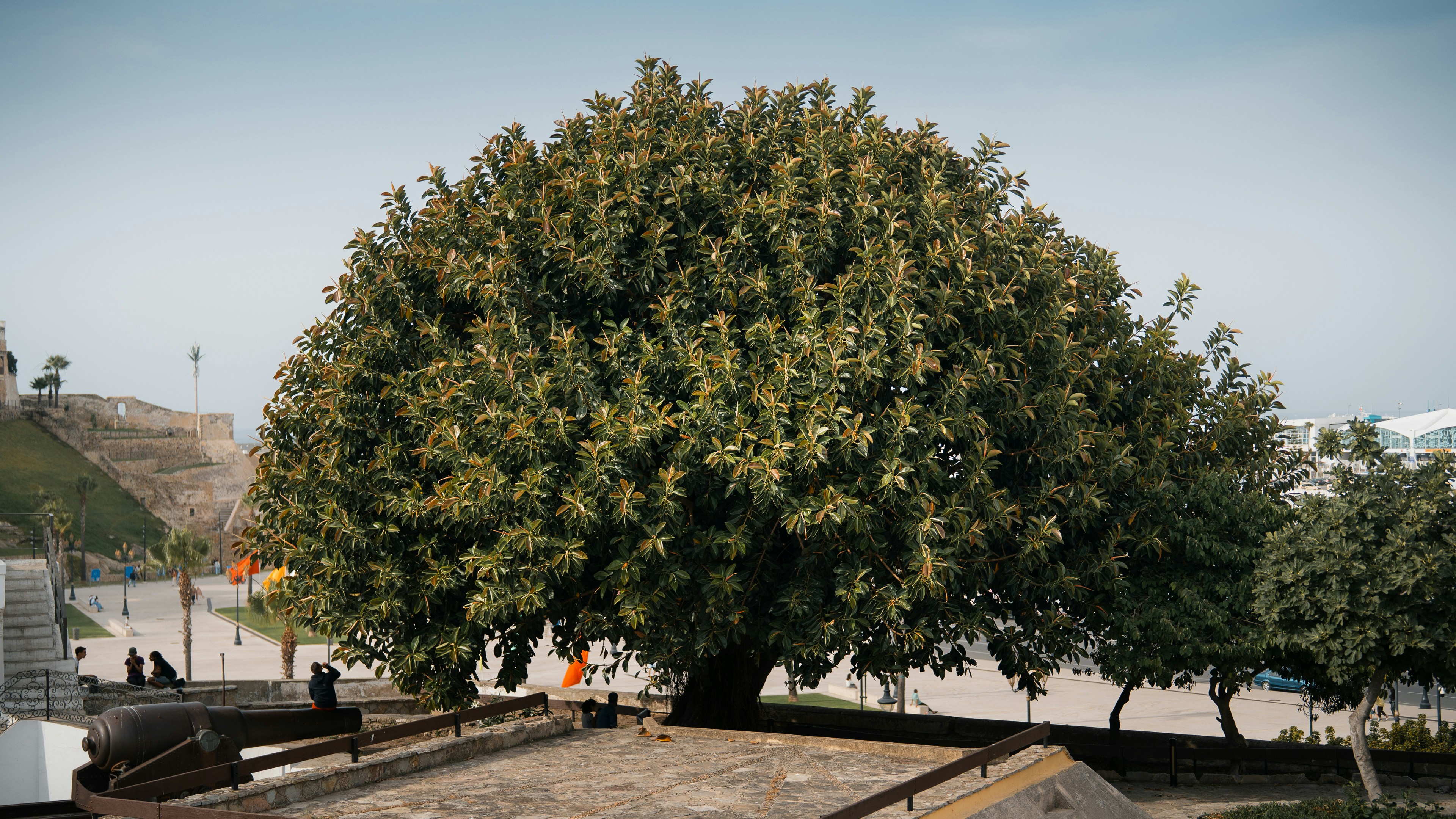 Tree Disease Prevention and Management