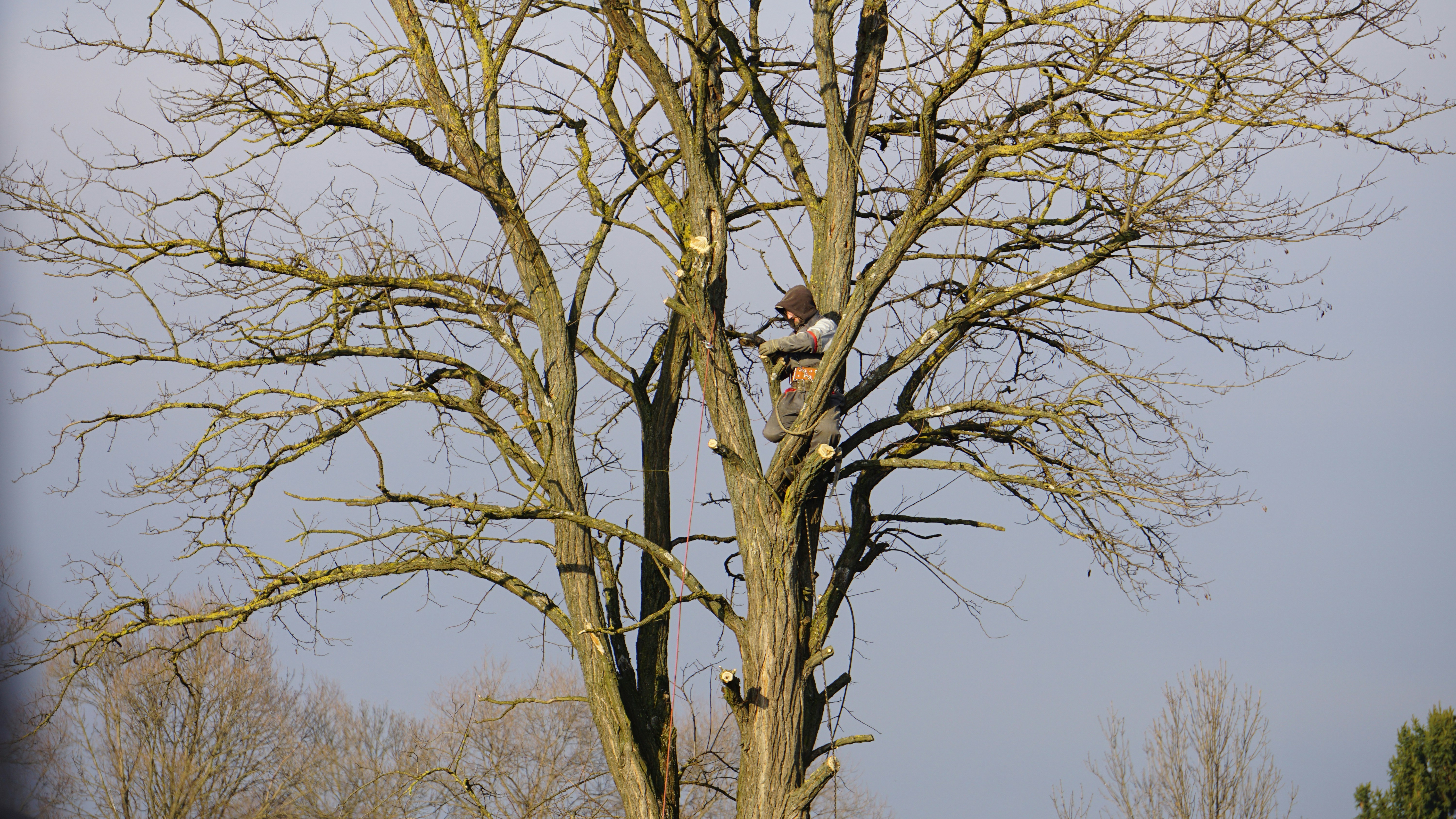 Tree Healthcare
