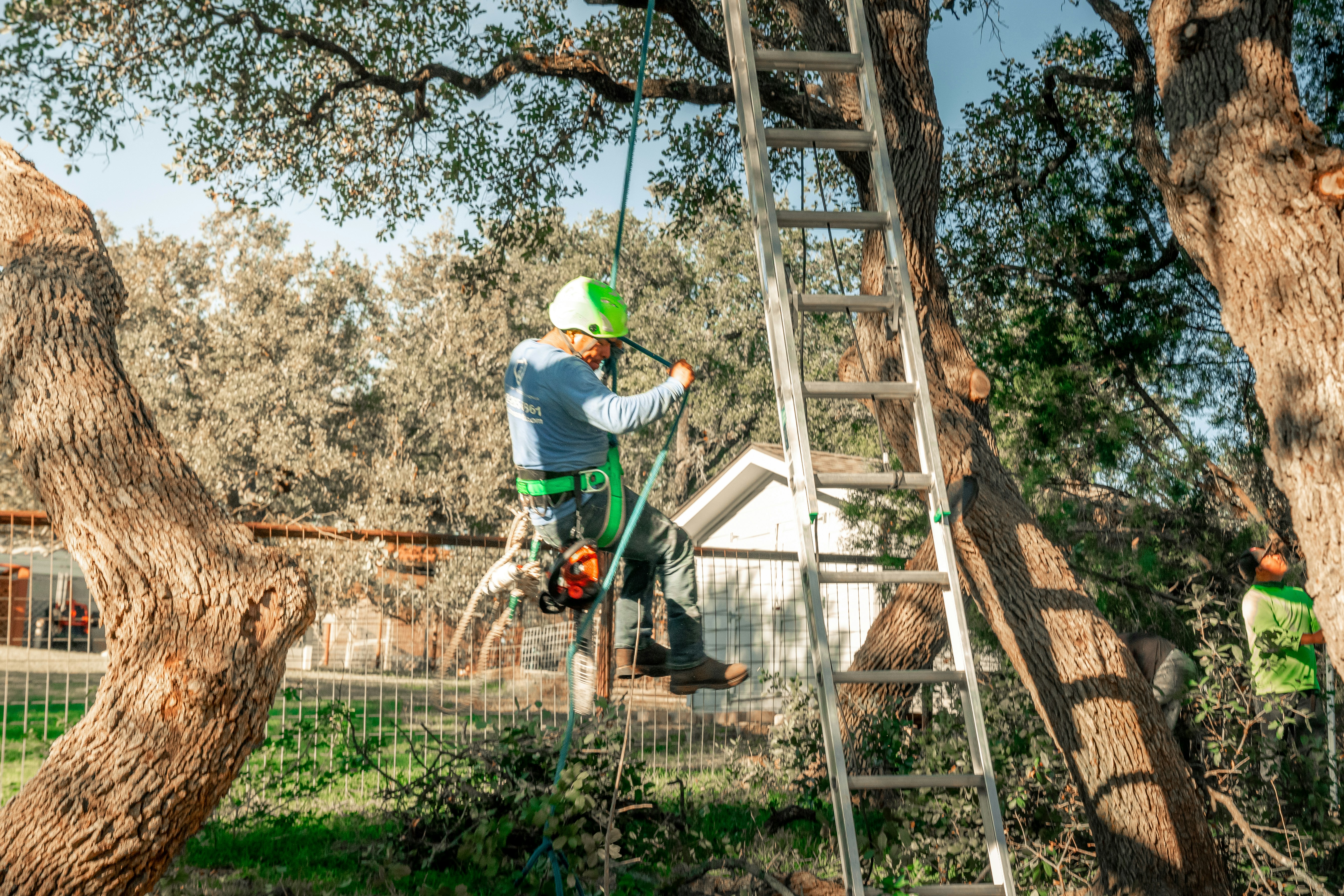 Tree Removal